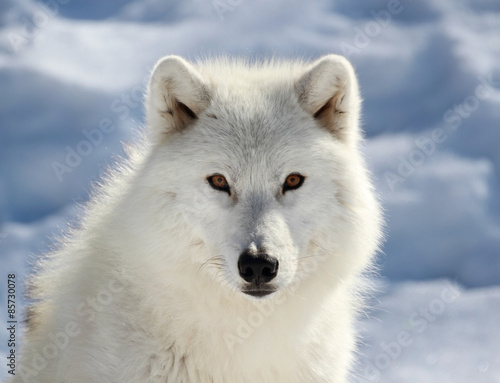 portrait du loup arctique