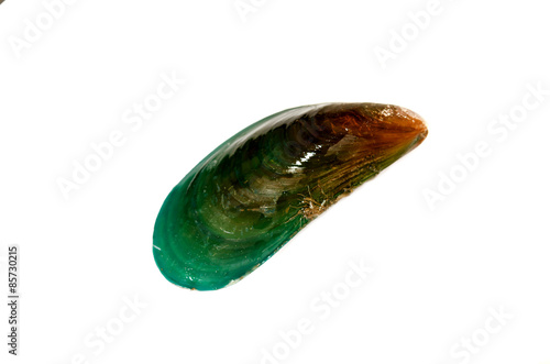 green mussel