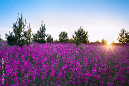 landscape with the blossoming  meadow at sunrise