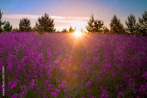  landscape with the blossoming meadow at sunrise.blur scene