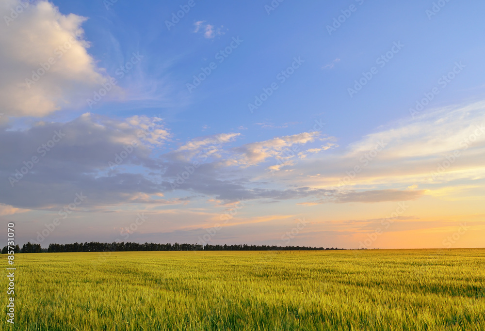 Bright barley field under a summer sunset sky