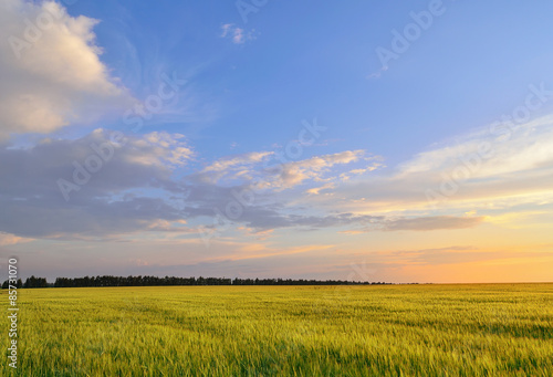 Bright barley field under a summer sunset sky