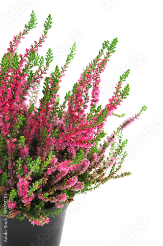 potted pink erica plant on white isolated background