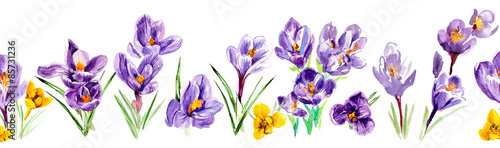 Seamless border from crocus flowers. Watercolor hand drawn illustration