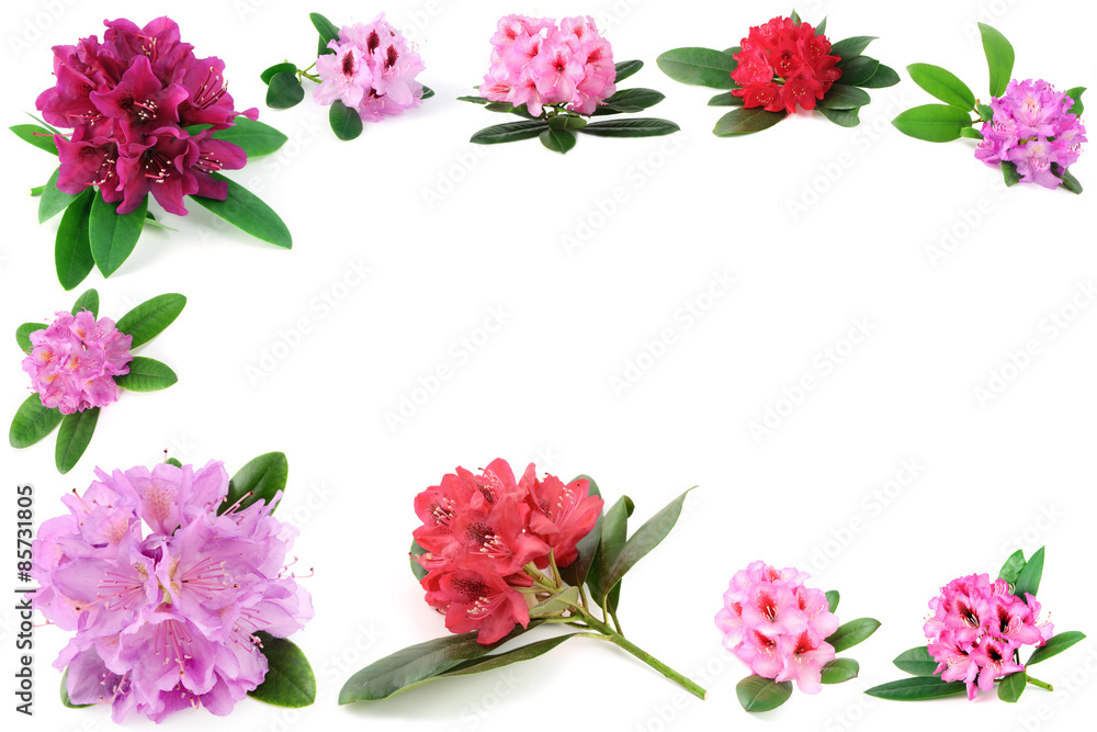 frame of isolated rhododendron flower heads
