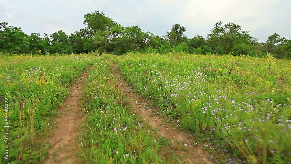 Field road on a green field of perennial grasses, edge, meadow, hay, pasture Field road on a green field of perennial grasses, edge, meadow, hay, pasture