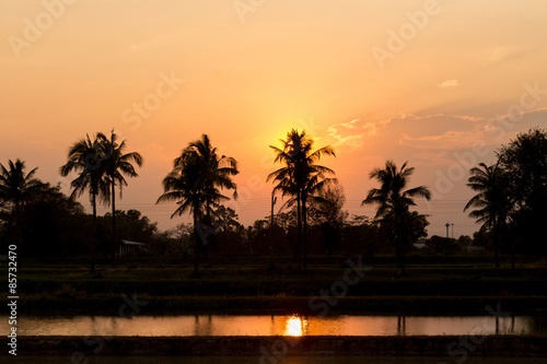 Silhouetted of coconut tree © EmmaStock