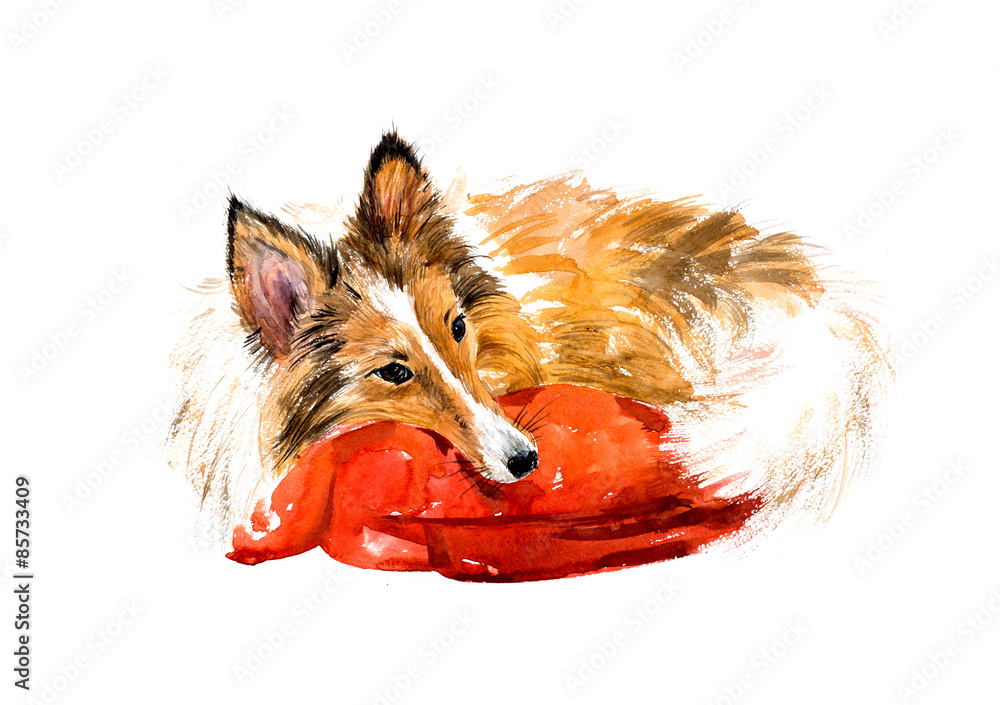 Naklejka premium Sheltie. Sleeping dog. Watercolor hand drawn illustration.