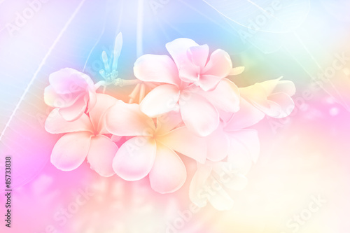 frangipani flower made by color filter for background