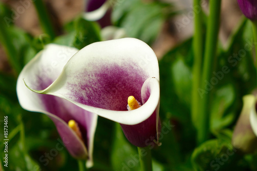 violet and white calla lily photo