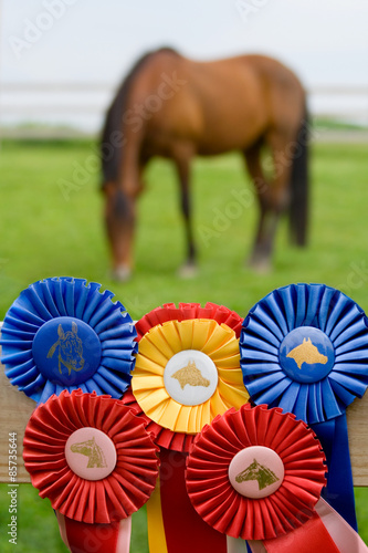 Arabian Horse in Pasture with Ribbons – An Arabian horse in the background, with ribbons he has won in the foreground.