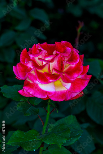 Beautiful Rose in Full Blossom