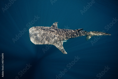 Whale Sharks © paulcowell