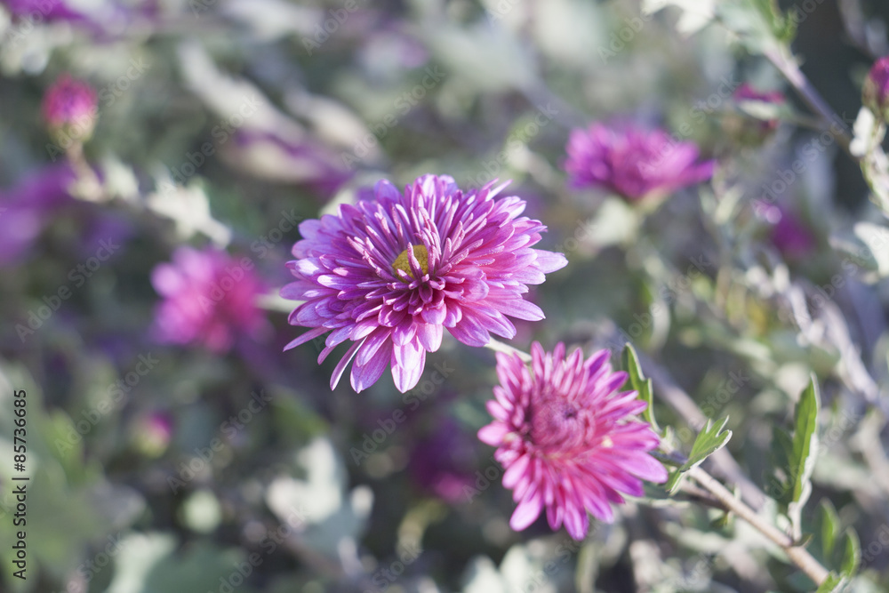Lilac chrysanthemums in the garden in the sun, selective focus, Lilac chrysanthemums in the garden in the sun, selective focus,