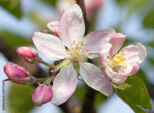 Spring time detail of flower of apple tree