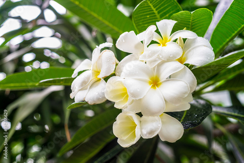 frangipani flower 