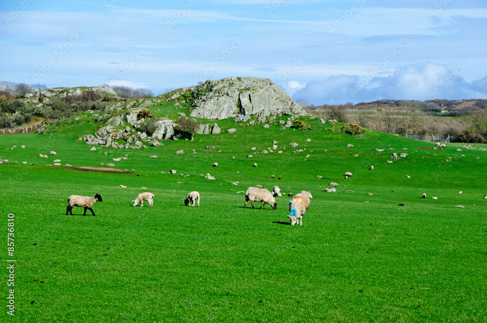 Pastoral scene in Anglesey, Wales.