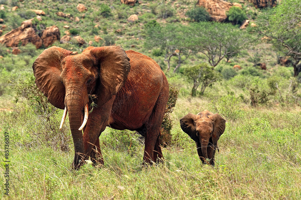 Elephants Elephants