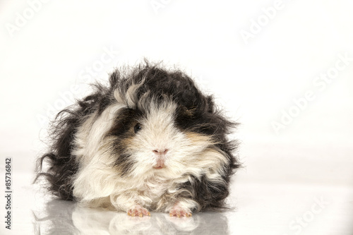 Guinea pig