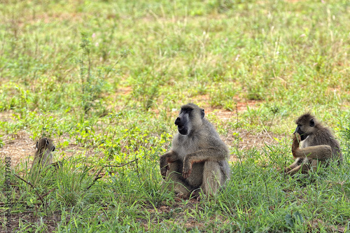 Monkeys © ScubaDiver