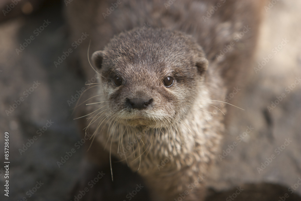 Portret otter