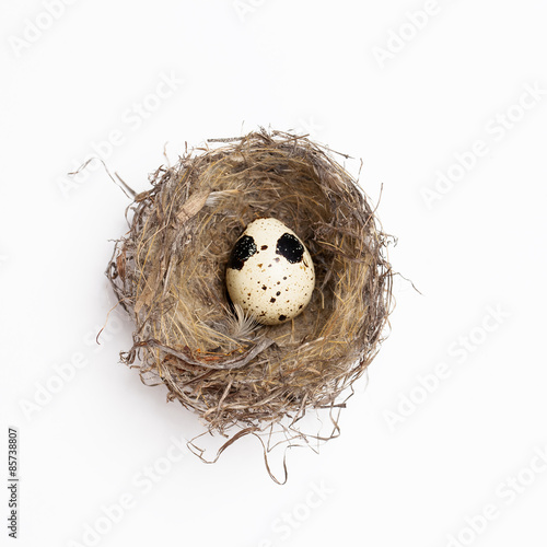 egg in a nest