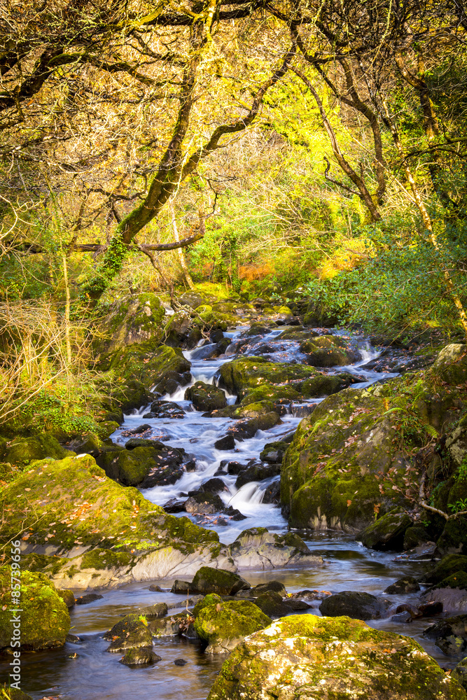 Stream in Autumn Stream in Autumn
