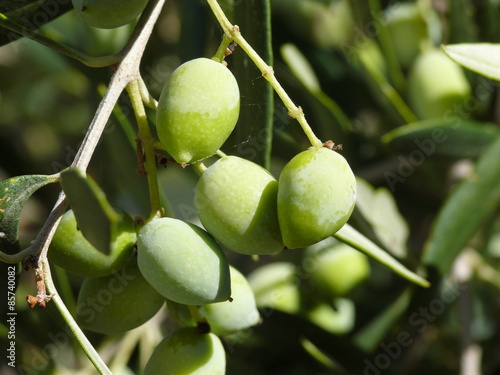 Oliven wachsen am Baum
