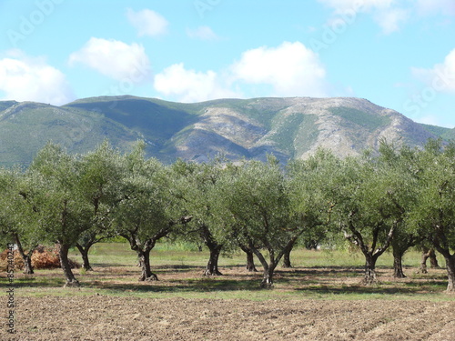 Olivenhaine auf Mallorca