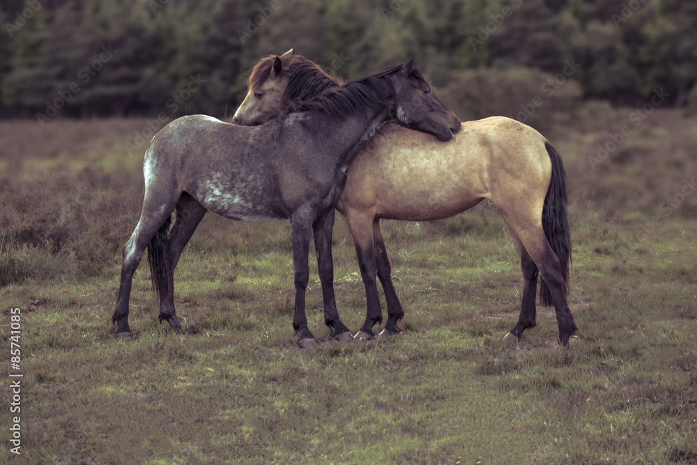 Fototapeta premium Side view of two horses hugging in field