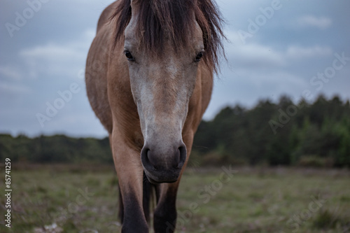 Close up front view of horse looking at camera
