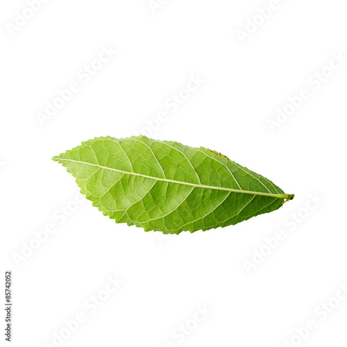 Green leaf isolated on white background