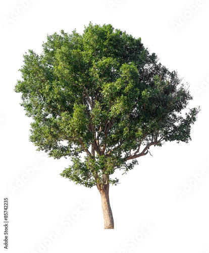 Fotografie, Tablou tree isolated on white background