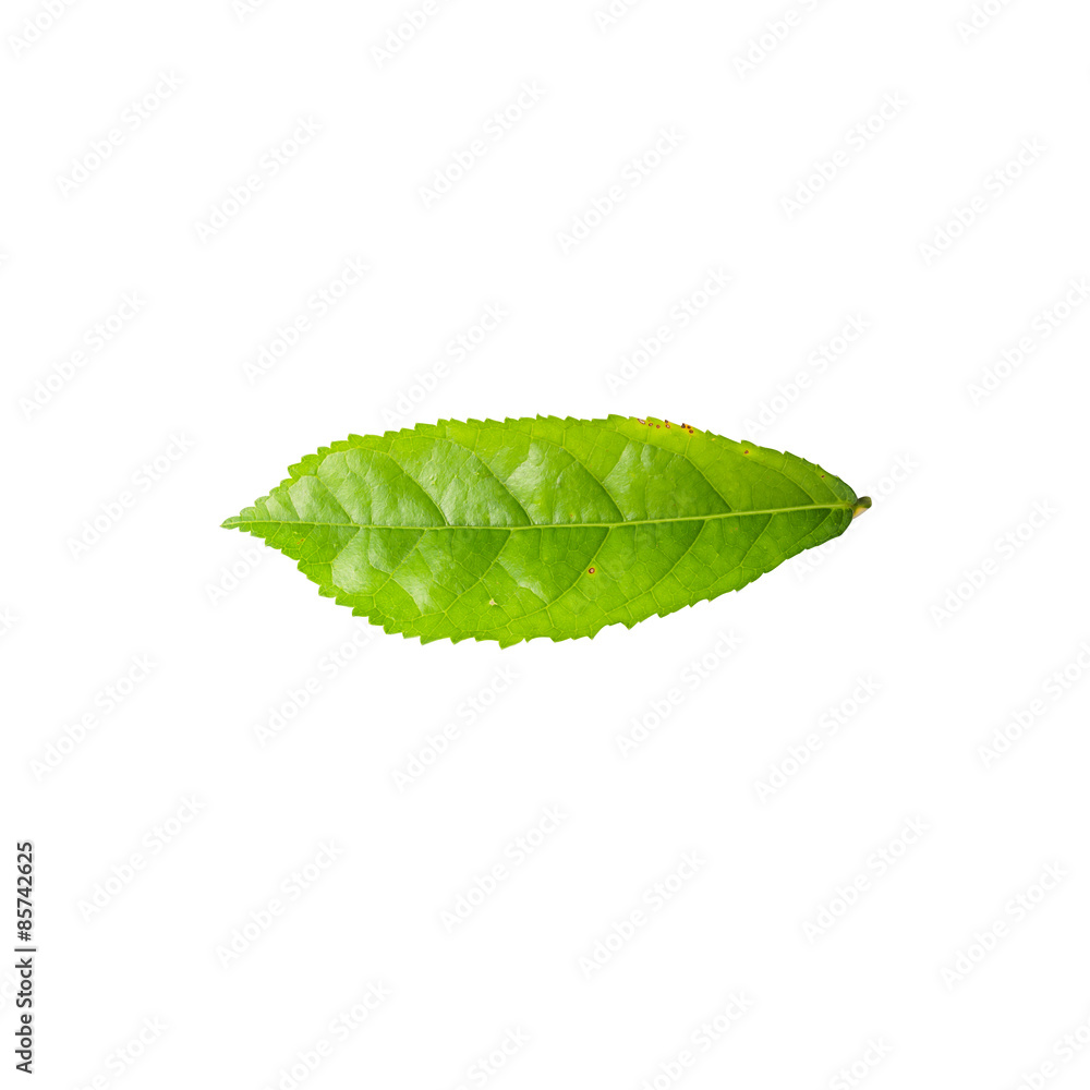 Obraz premium Green leaf isolated on white background