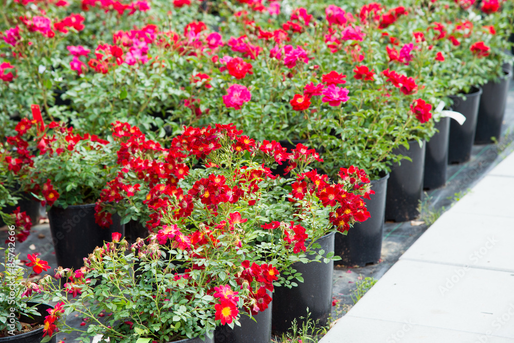 Naklejka premium Rosen-Containerware inh Freilandverkauf, Gärtnerei, Baumschule
