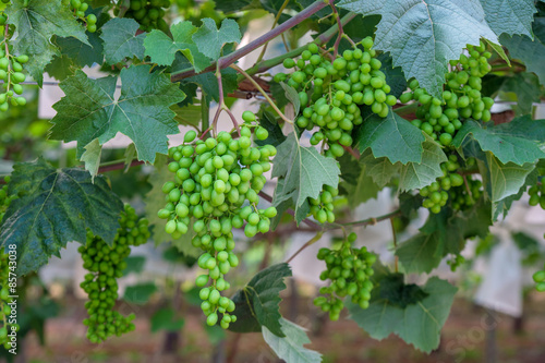 Wallpaper Mural young green grapes. Torontodigital.ca