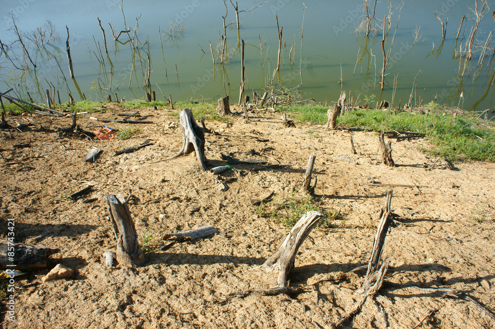 Fototapeta premium Deforestation, stump, change climate, living environment