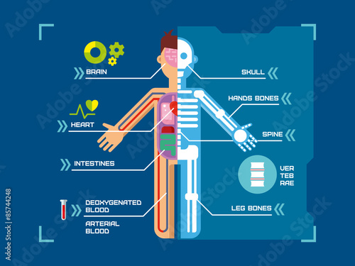 Human Body Anatomy Infographic Flat Design on Blue Background.