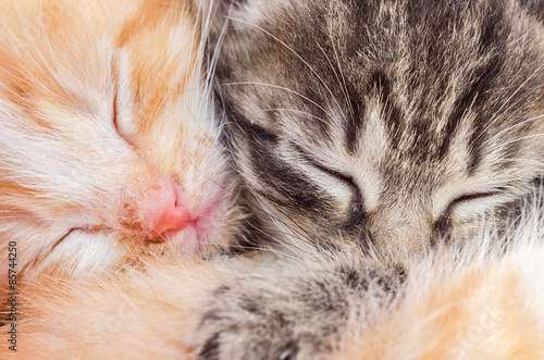 Two sleeping kittens close-up