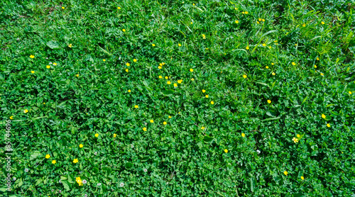 Yellow flowers in green grass bacground
