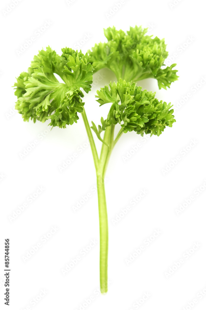 Curly leaf Parsley Curly leaf Parsley