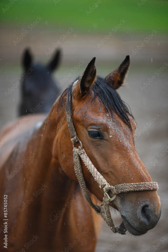 Fototapeta premium Horses in the rain