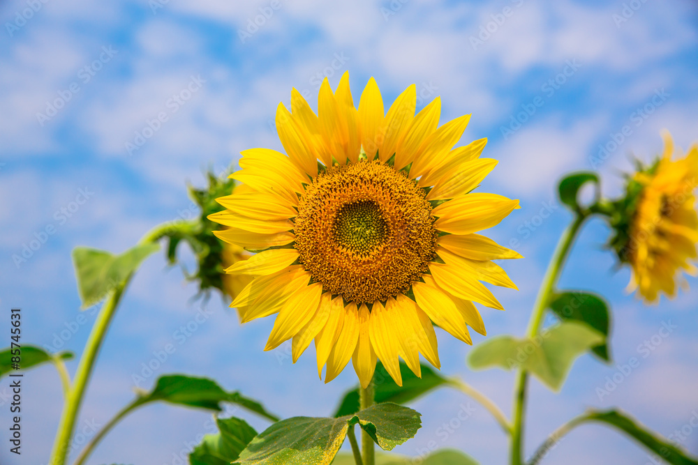 Sunflower blooming in day.