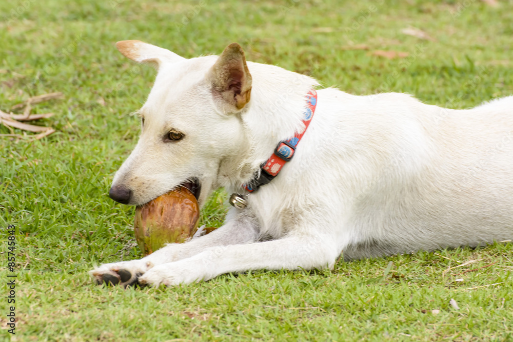 The dog is playing with the coconut that it is fun.
The dog is playing with the coconut that it is fun.