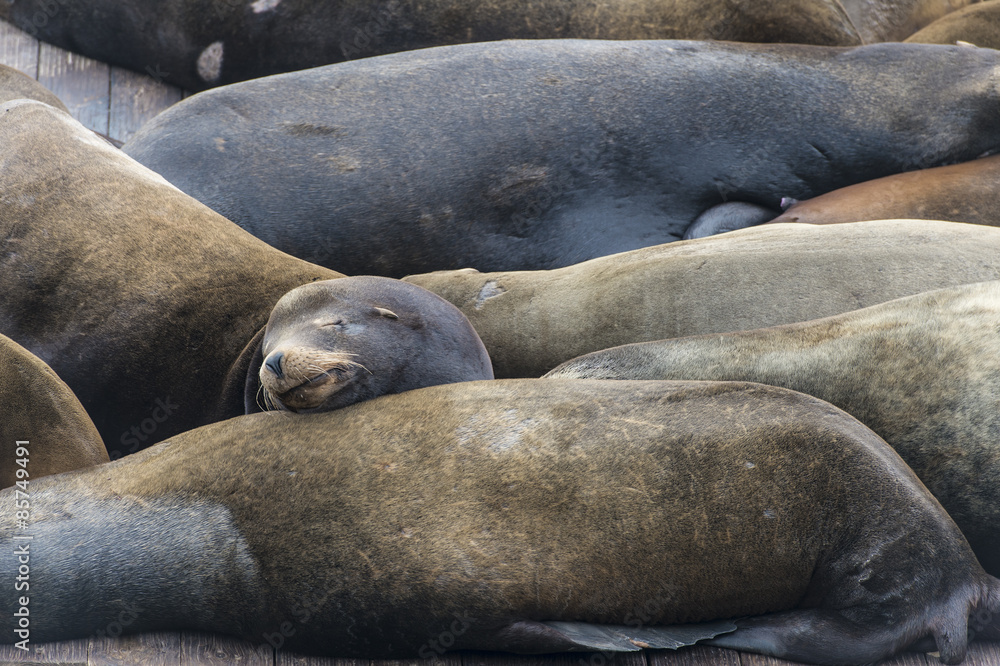 Fototapeta premium Sea lion at Pier 39, San Francisco