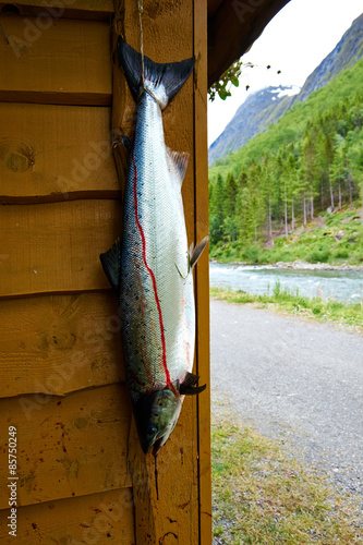 salmonn norway photo