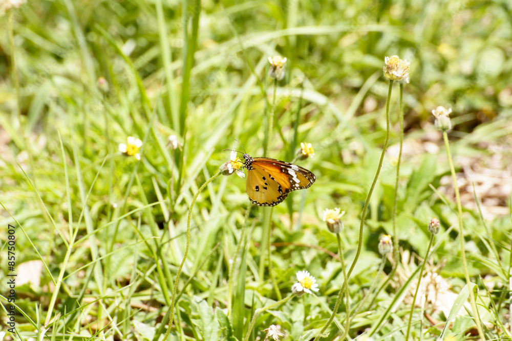 Butterfly and poaceae
Butterfly and poaceae