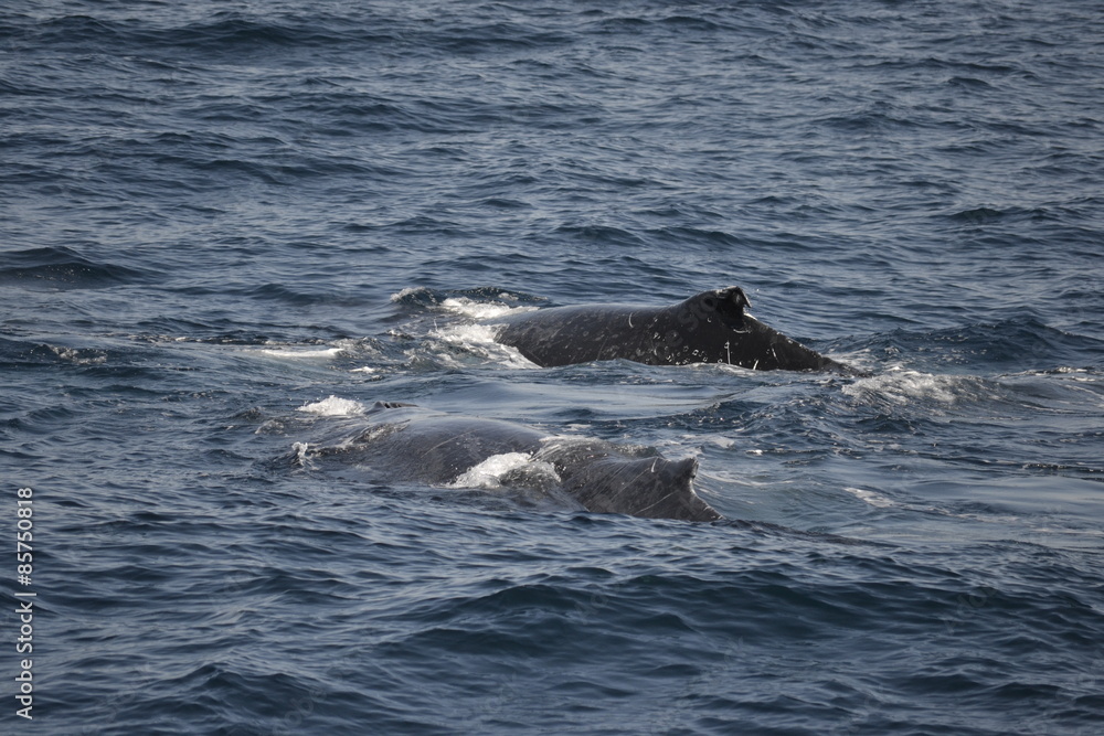 whales whales