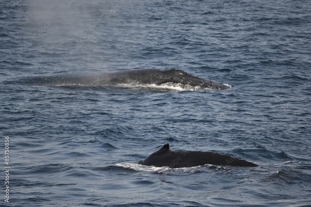 whales whales