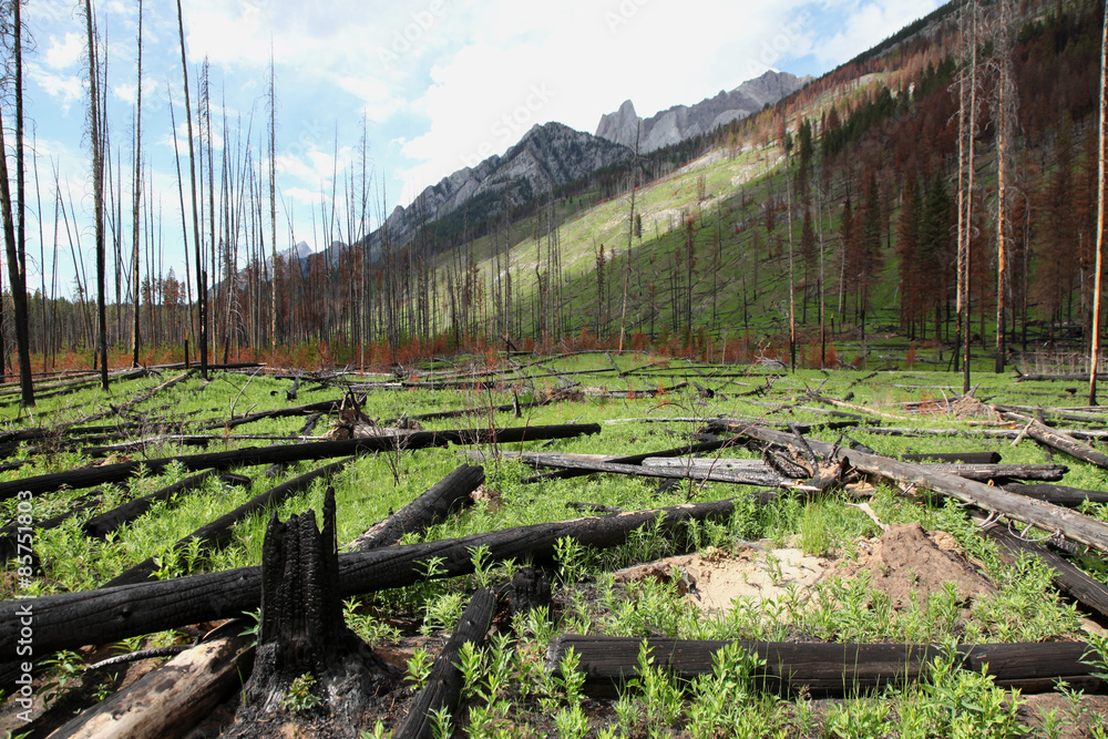 Forest Fire Aftermath